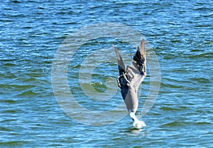 A pelican dives head-first into the ocean to catch a fish