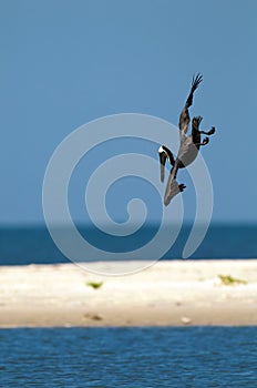 Pelican diving into water