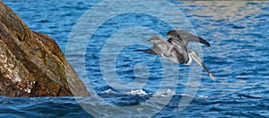 Pelican diving in the water for a fish near Los Arcos / Lands End in Cabo San Lucas Baja Mexico