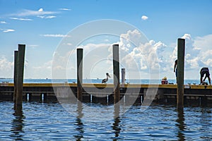 Pelican on Dock