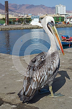 Pelican on the Dockside photo