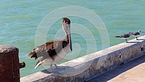Pelican on the pier in Progreso, Mexico photo