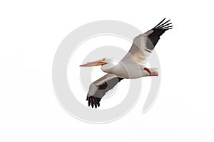 Pelican Drifts Across the Sky