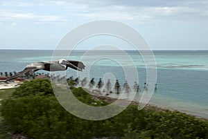 Pelican in the Dry Tortugas