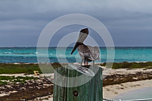 Pelican at Dry Tortugas