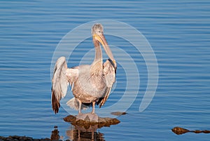 Pelican drying its feathers