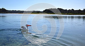 Pelican Eating Fish