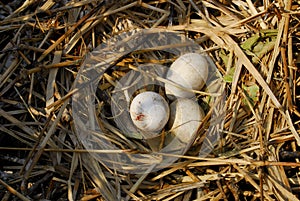 Pelican Eggs