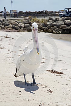 Pelican with Elongated Beak