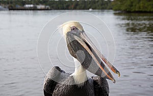 Pelican at the Everglades, Florida, USA