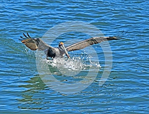 A pelican executes a splash down landing.