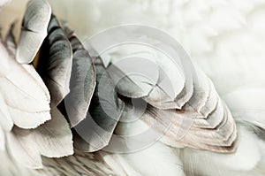 Pelican Feathers