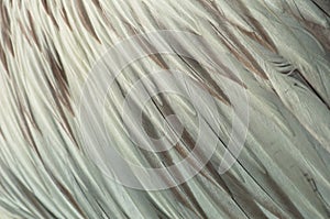 Pelican Feathers