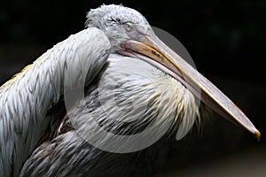 Pelican feathers