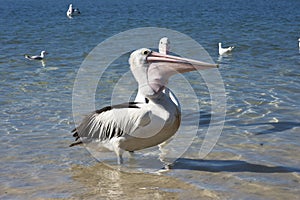 Pelican Feeding