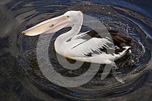 Pelican with fish photo
