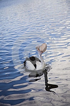 Pelican with fish photo
