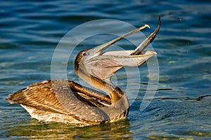 Pelican with fish