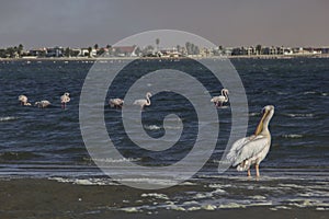 Pelican and flamingo, Namibia