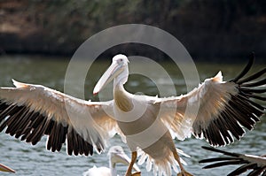 A Pelican in flight
