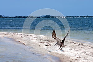 Pelican Flight