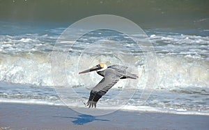 Pelican in flight