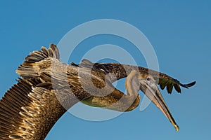 Pelican in flight