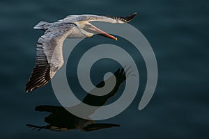 Pelican in flight