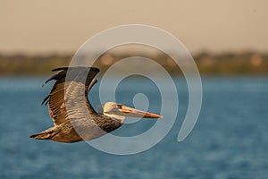 Pelican in flight