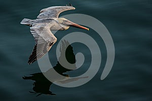 Pelican in flight