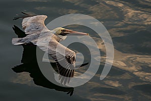 Pelican in flight