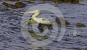 Pelican in Flight