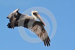 Pelican in flight.