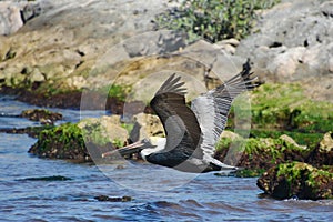 Pelican in flight.