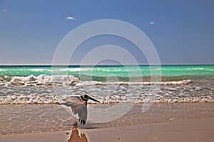 Pelican In Flight On The Beach,Cuba