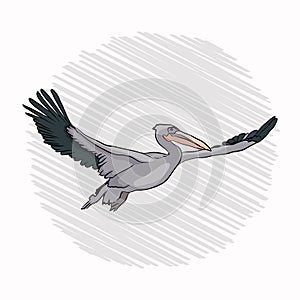 pelican flight. bird flies waving