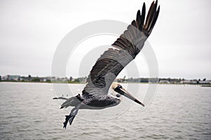 Pelican in flight