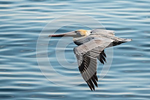 Pelican in flight