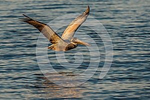 Pelican in flight