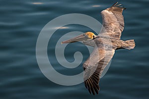 Pelican in flight