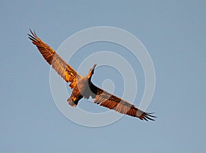 Pelican Flight