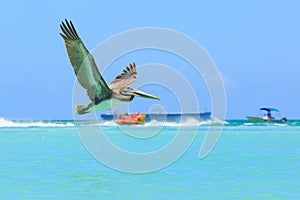 Pelican in flight, catching the fish