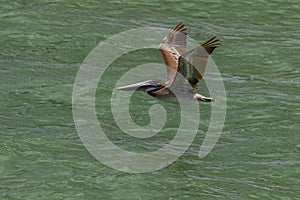 Brown Pelican in flight at Clear water beach florida. Clearwater