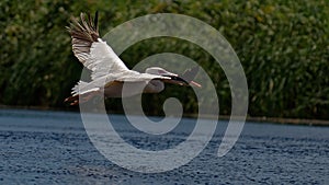 Pelican in flight at Danube Delta