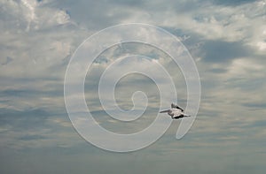 Pelican flight, Danube Delta, Romania