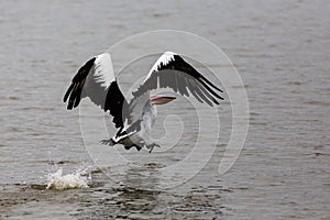 Pelican in flight on the Fleurieu Peninsula Goolwa South Australia on 3rd April 2019