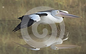 Pelican in flight