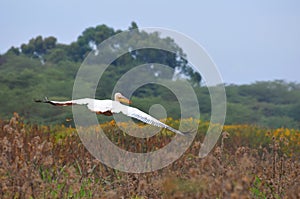 Pelican flight - Lake Naivasha (Kenya - Africa)