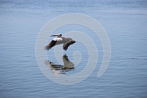 Pelican in flight over water Australia