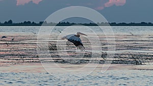 Pelican in flight, at sunset, in the Danube Delta, Sulina